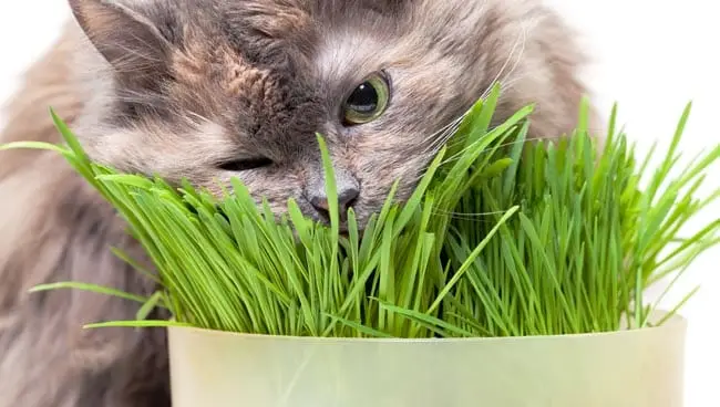 Grama de gato - benefícios da grama de gatos para gatos