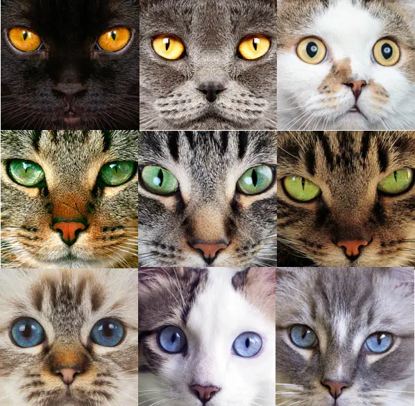 Cat eye colours