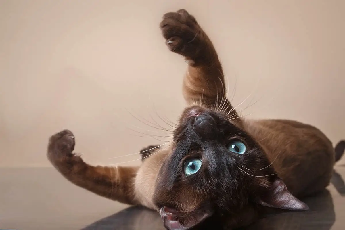 What is the rarest eye colour in cats?