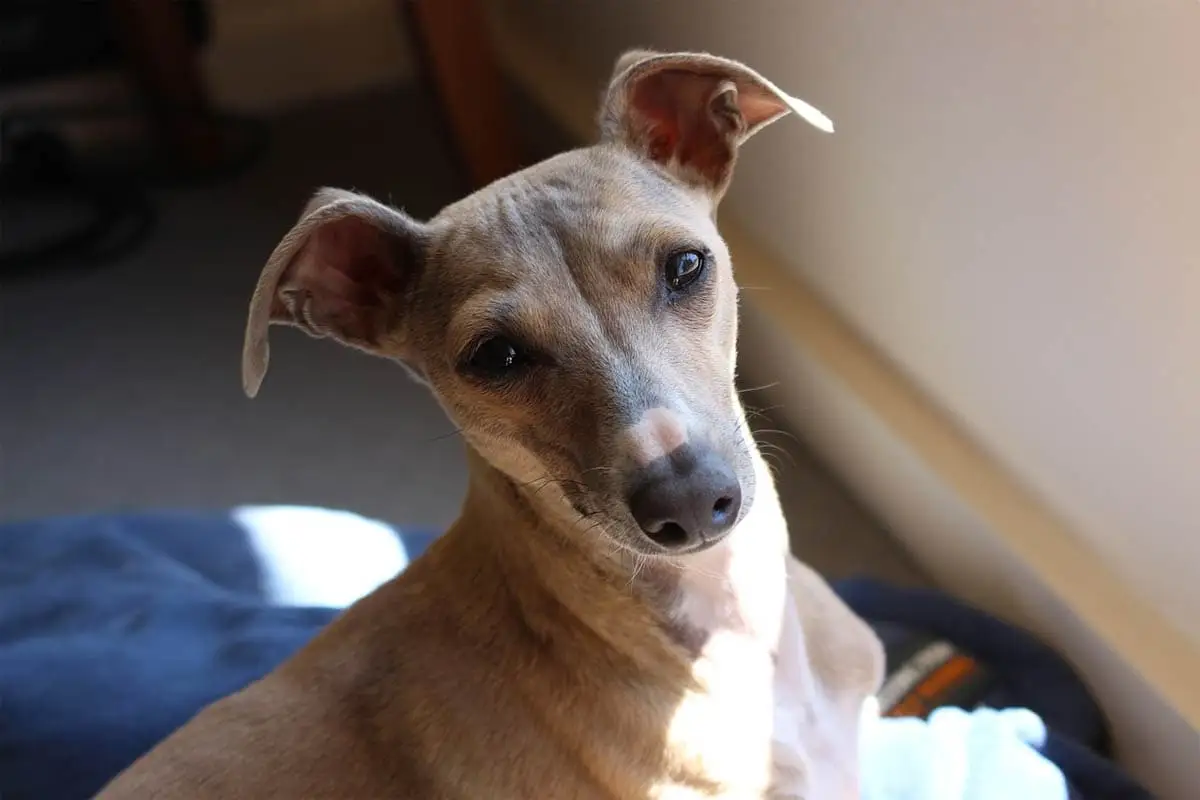 Italian greyhound