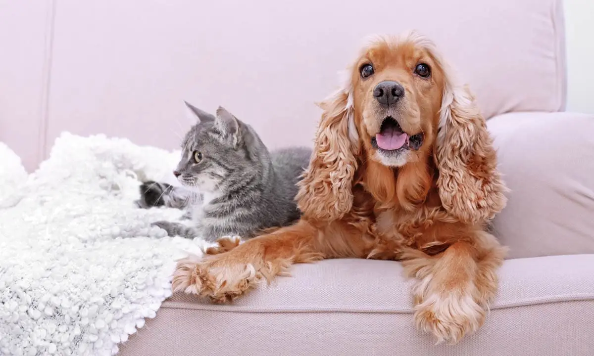 Cocker spaniel
