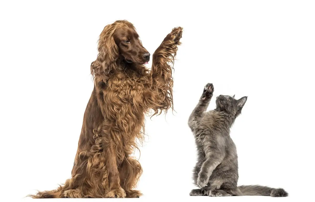 Irish setter