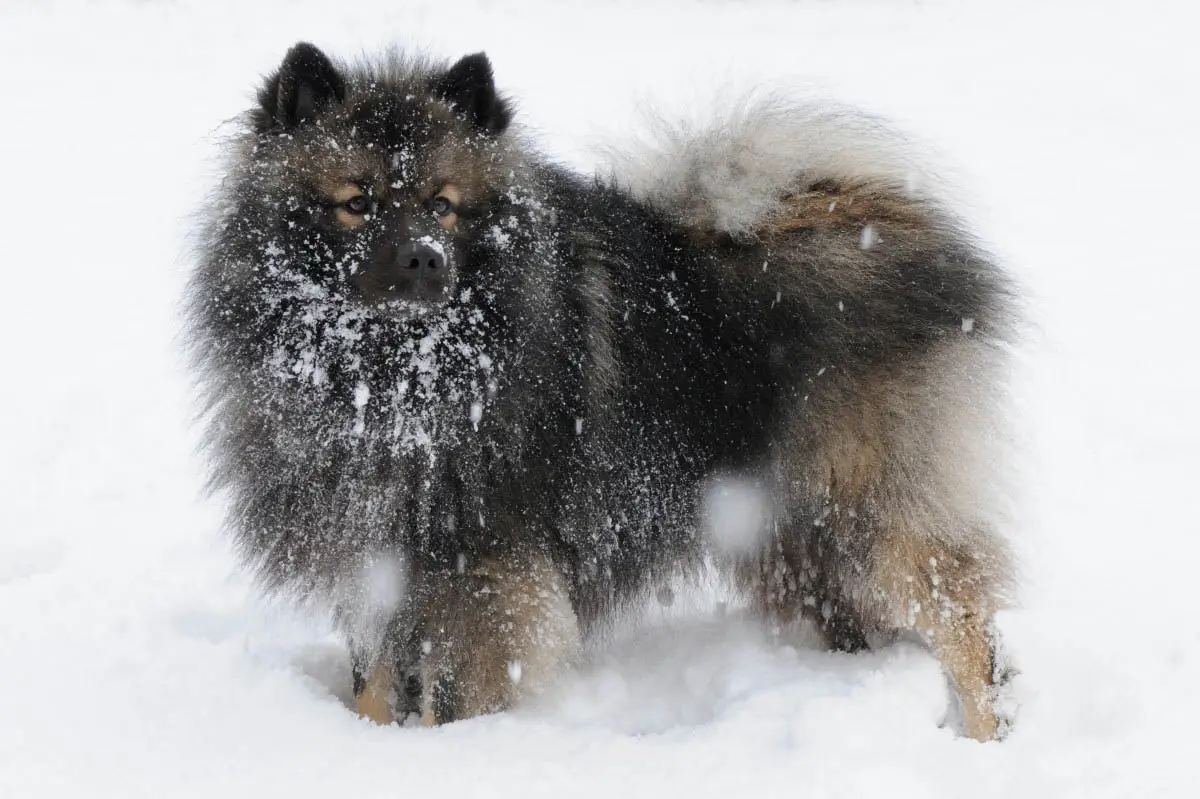 Keeshond