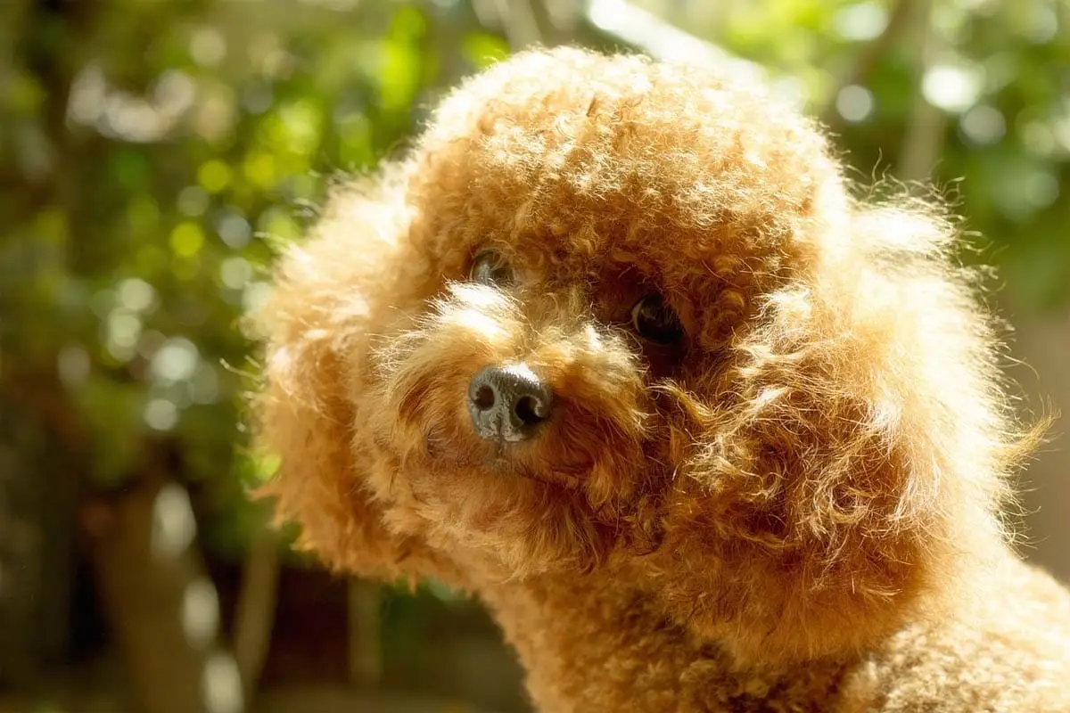 Poodle