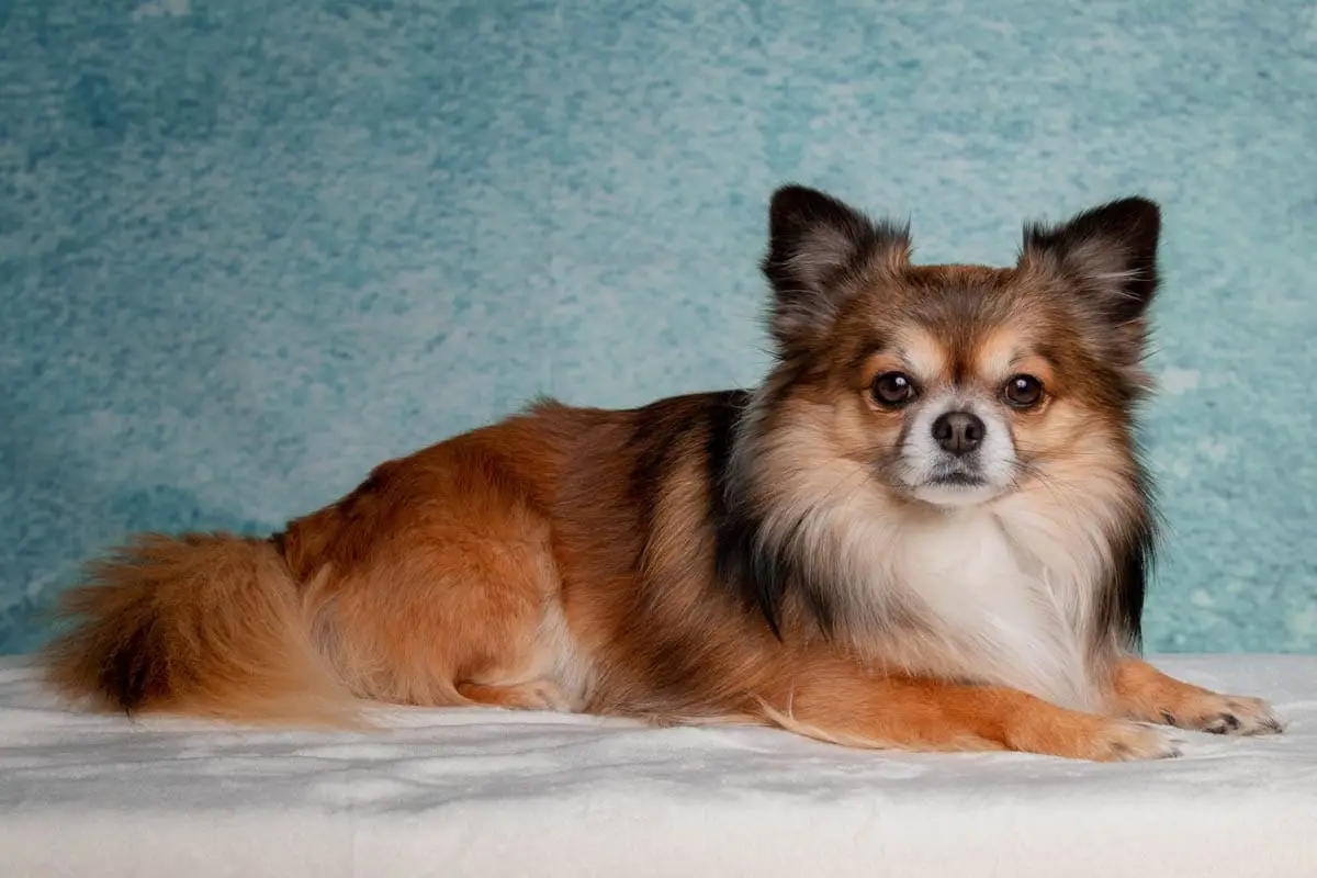 Papillon