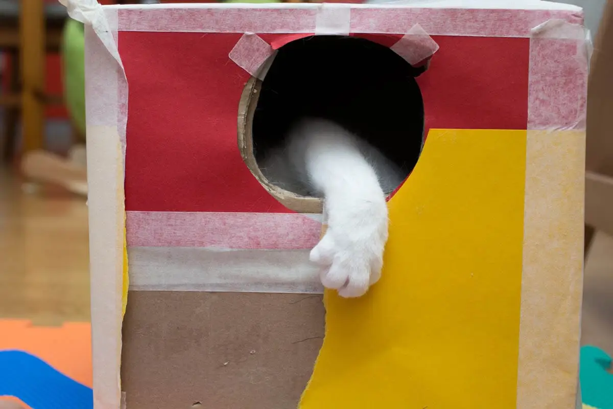 Cat playing in a box