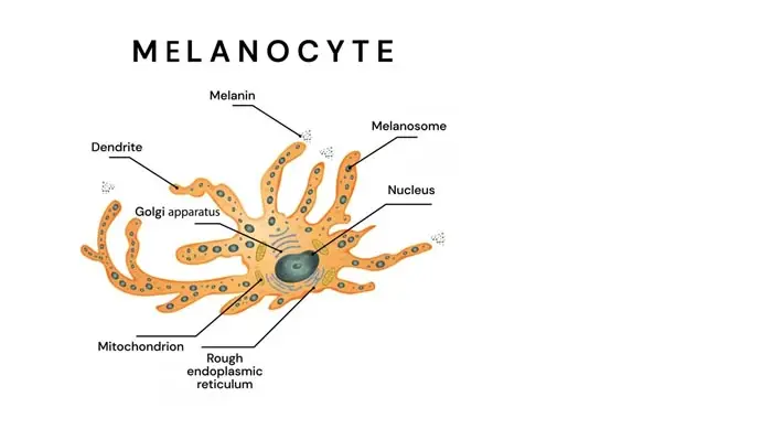 Melanocyte