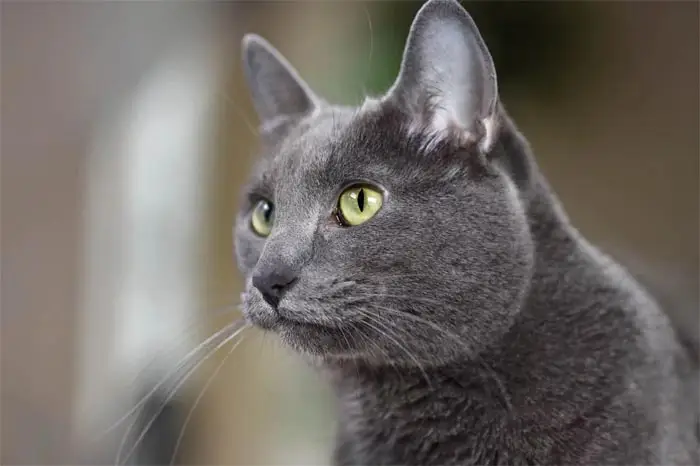 Korat