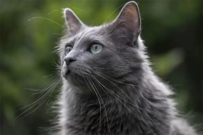 Nebelung