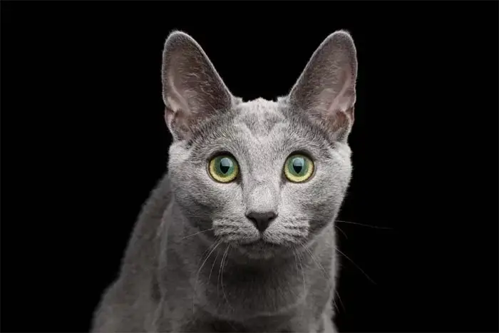 Russian Blue cat
