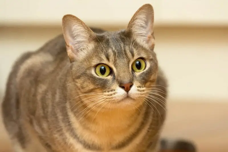 Australian Mist cat