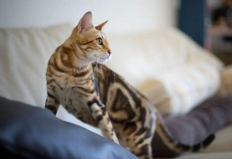Marbled Bengal cat