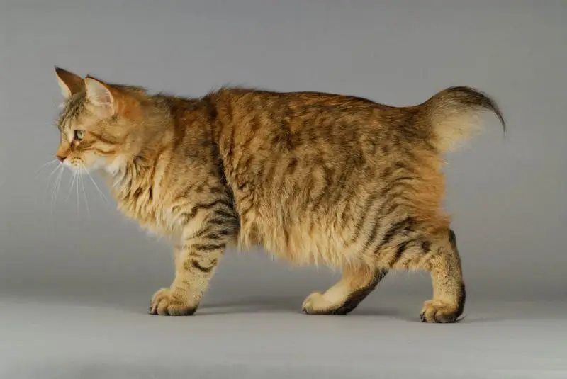 Pixiebob