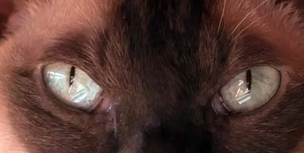Aqua eye colour in Tonkinese cats