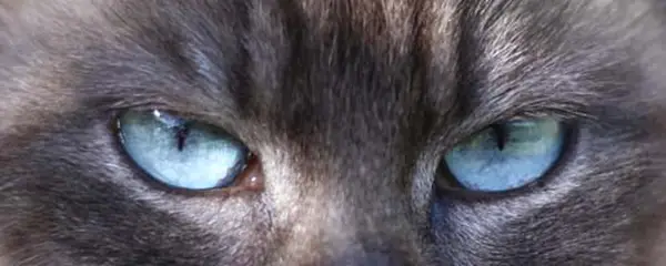 Aqua eye colour in Tonkinese cat