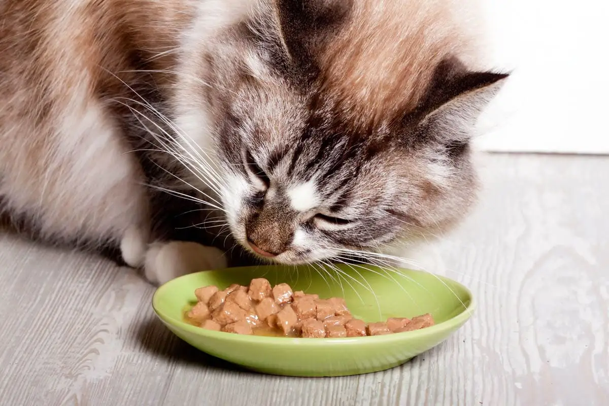 Por quanto tempo a comida de gato molhada pode ficar de fora?