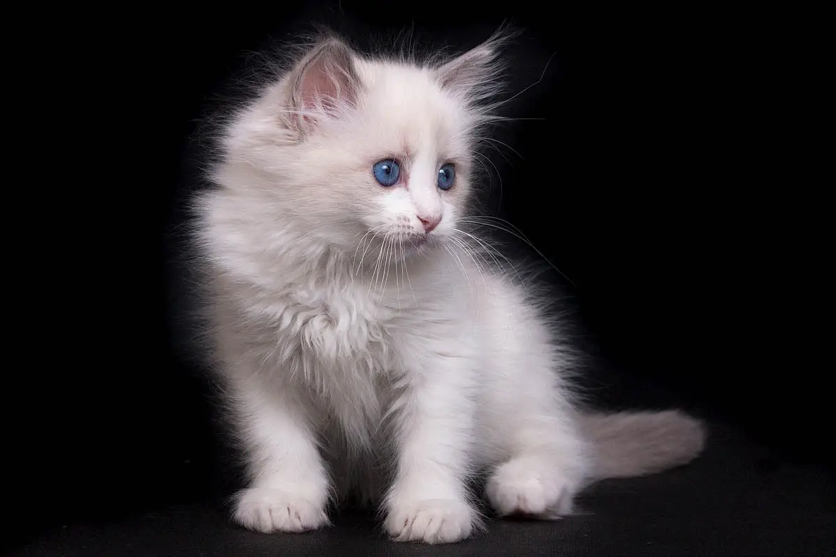 Kitten