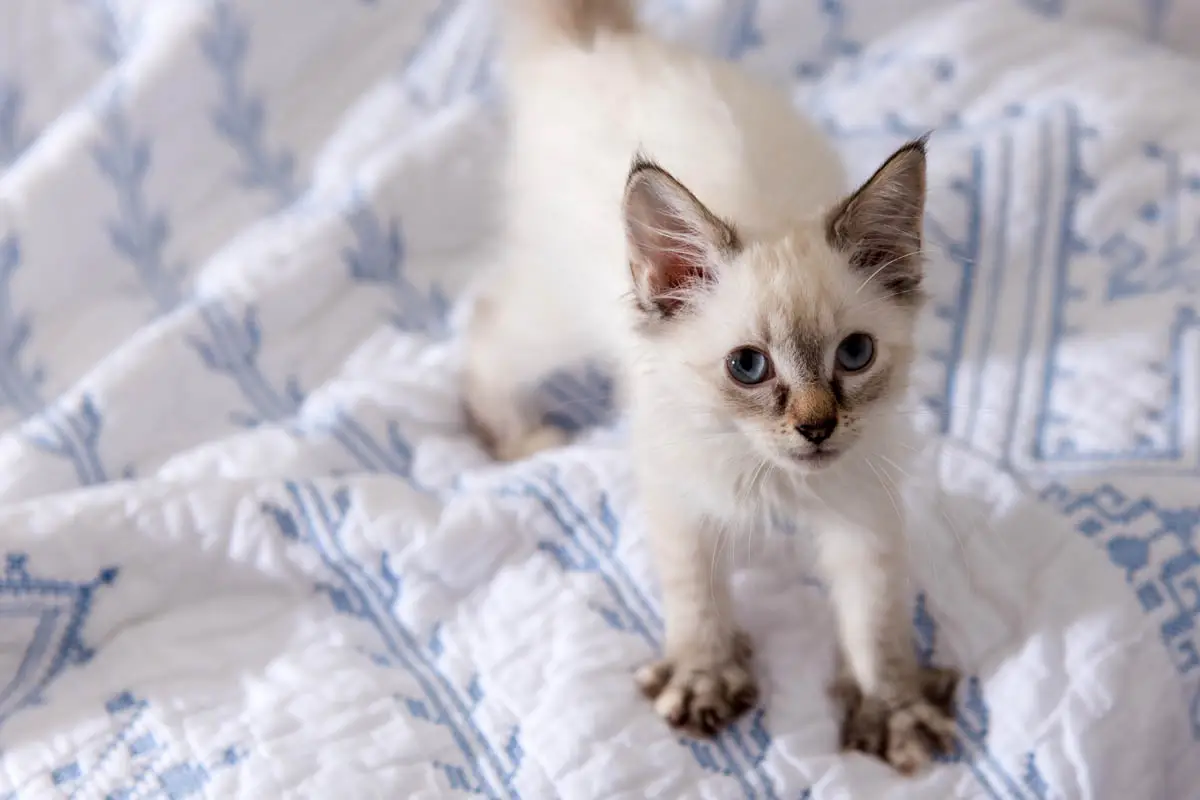 ¿Por qué los gatos amanan?