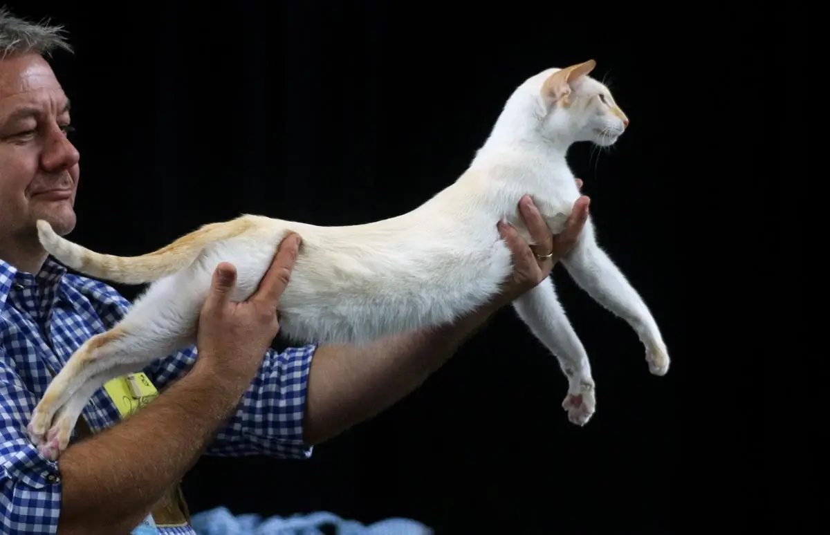 Flame point Siamese