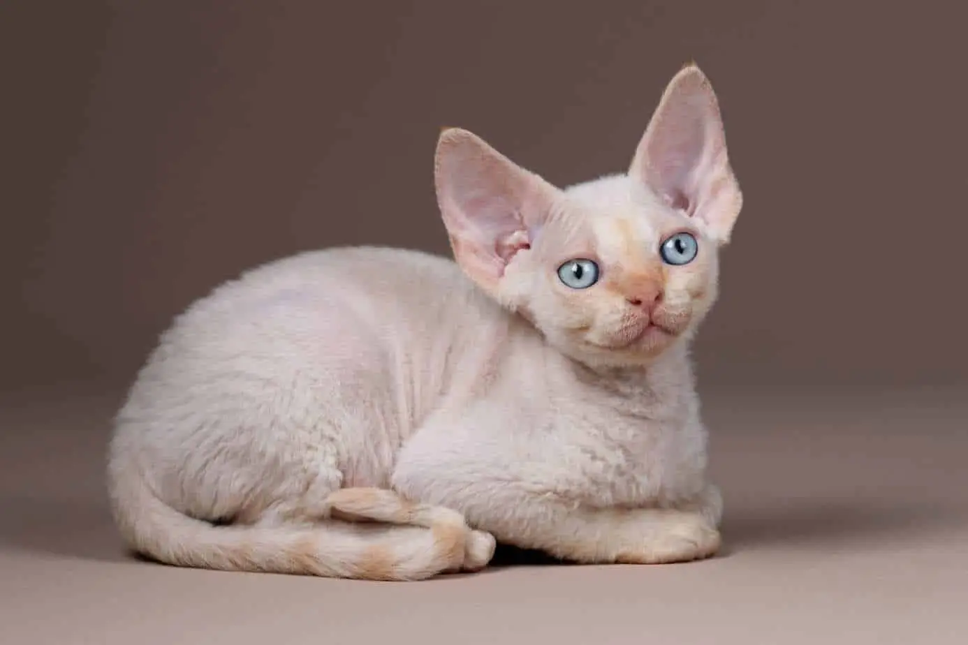 Flame point Devon Rex kitten
