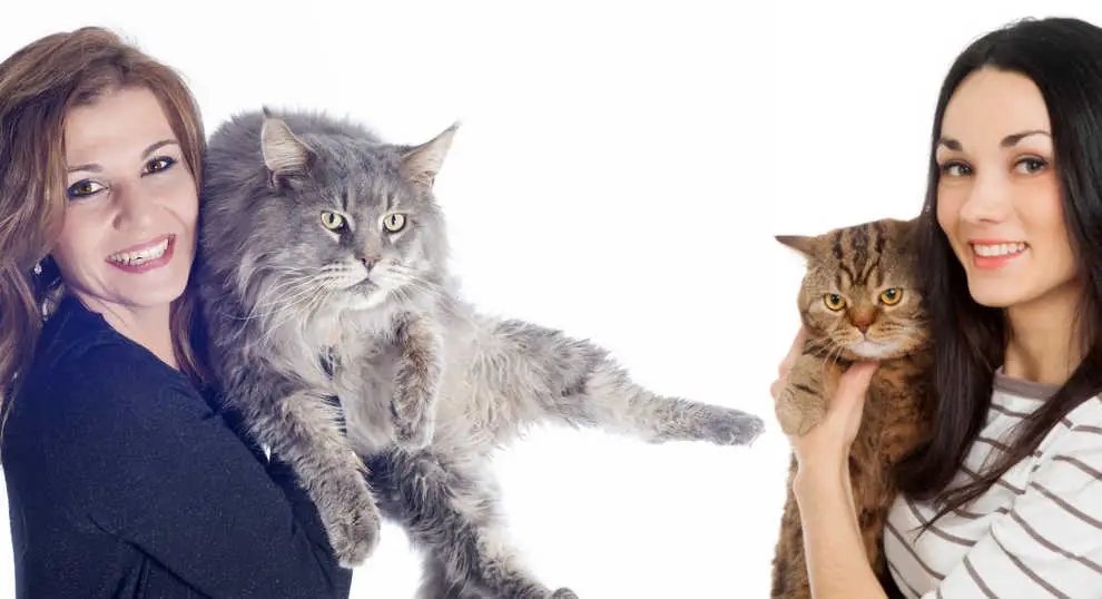 carrying main coon vs regular cat comparison