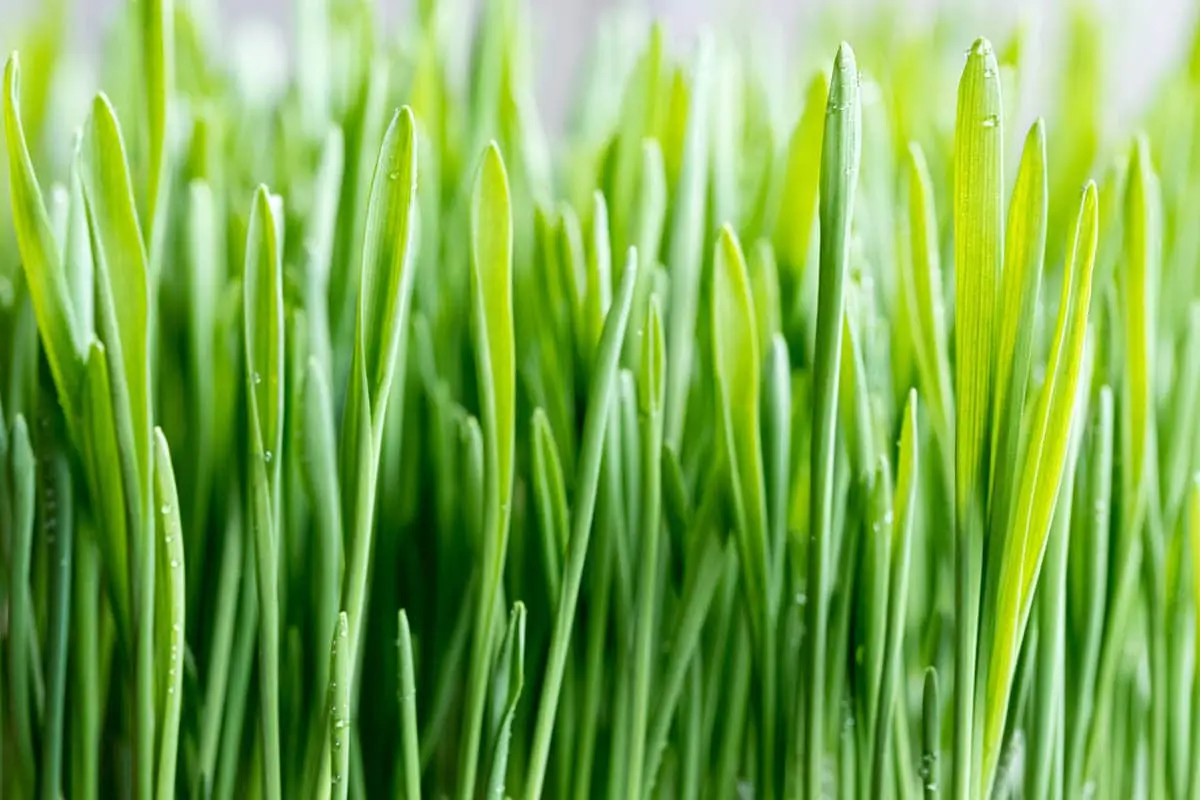 Triticum aestivum - Wheatgrass, common wheat