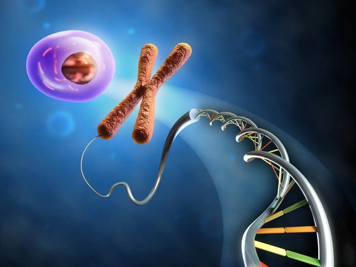 Chromosome and DNA