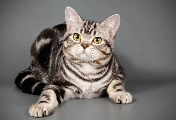 Reputable cat breeders