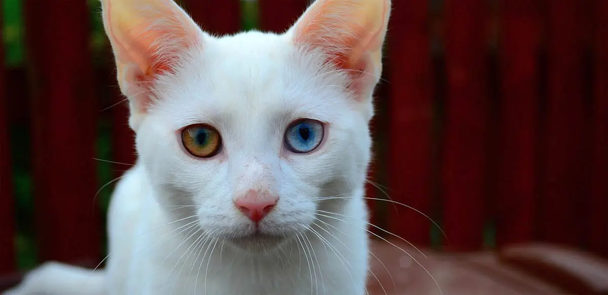 White cat with complete heterochromia