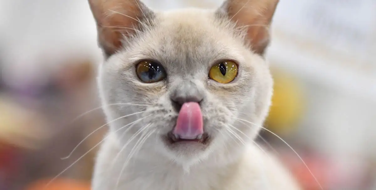 Sectoral heterochromia
