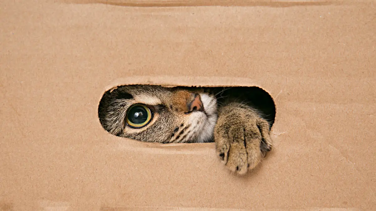 Cat hiding in a box