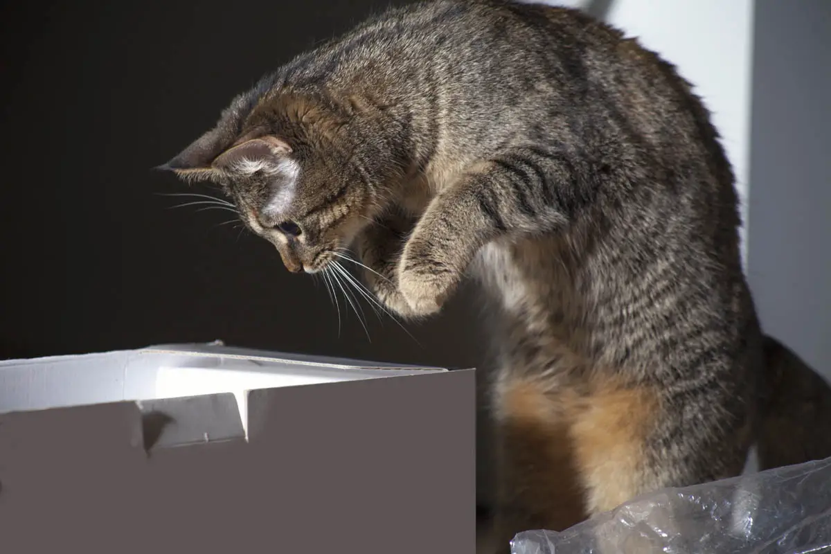 Cat jumping into a box
