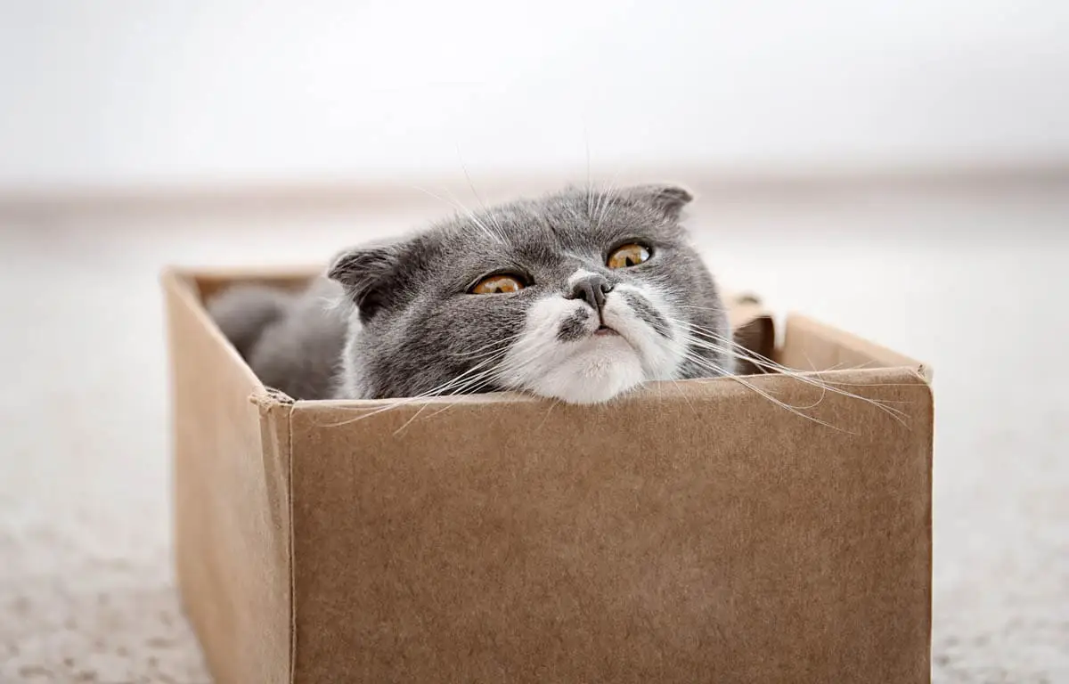Cat in a box