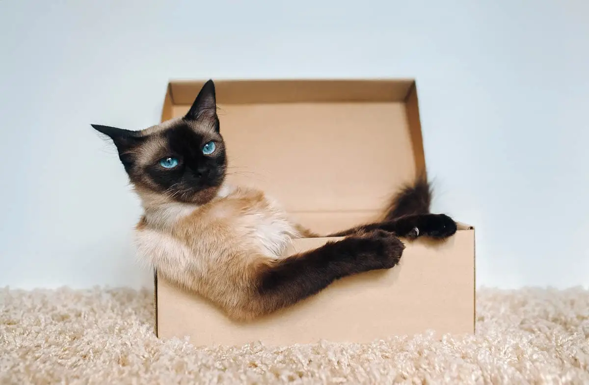 Защо котките обичат кутиите?