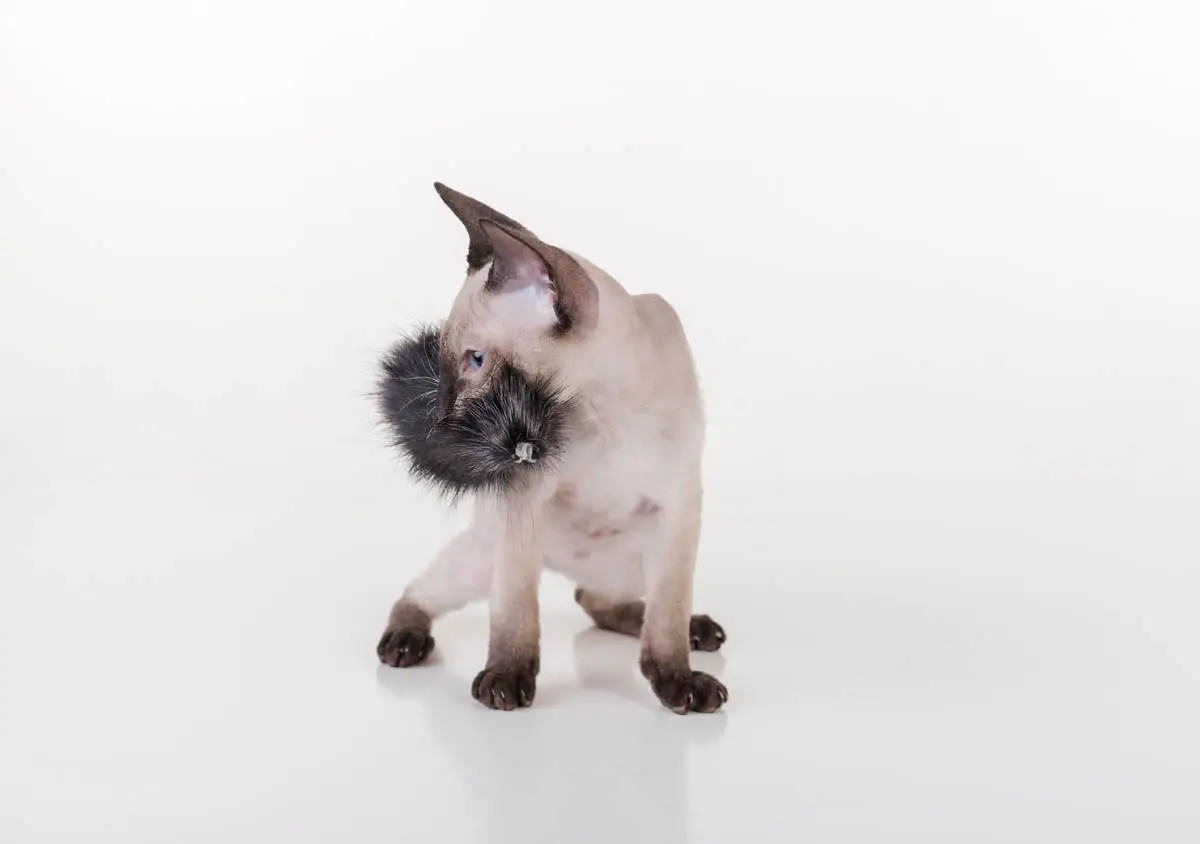 Siamese kitten with a toy in its mouth