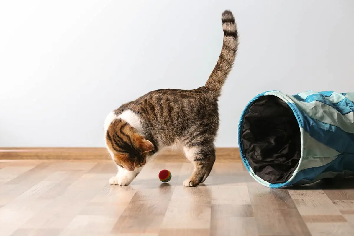 Cat playing