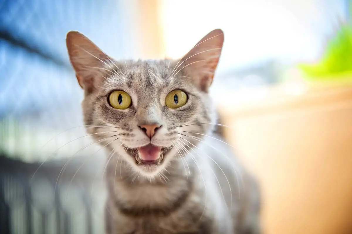 Cat chirping