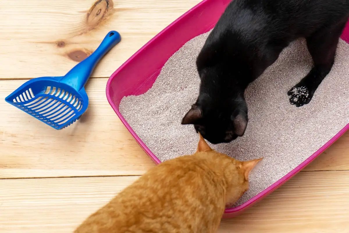 Cats using a litter tray