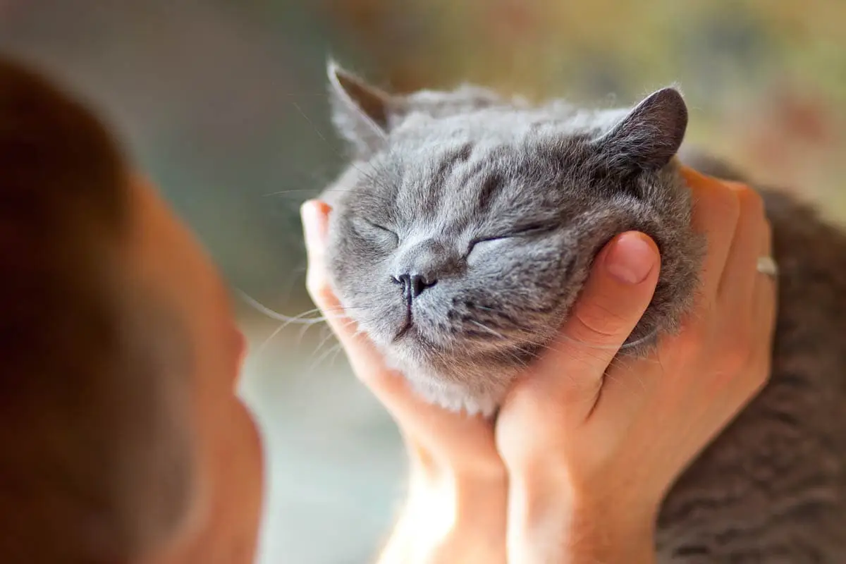 Cat slow blink