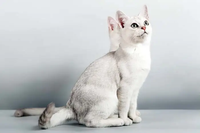 Burmilla cats