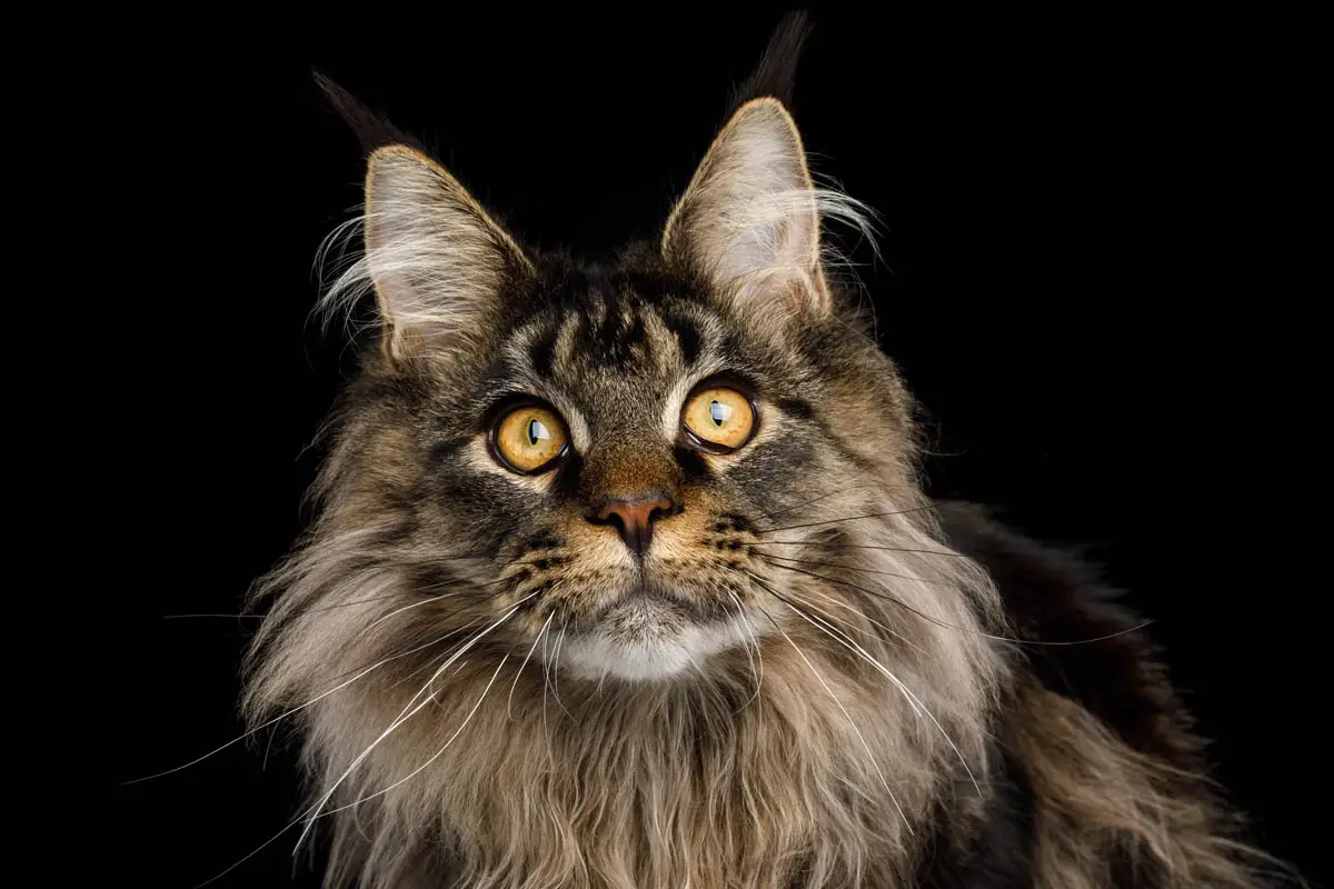 Maine Coon