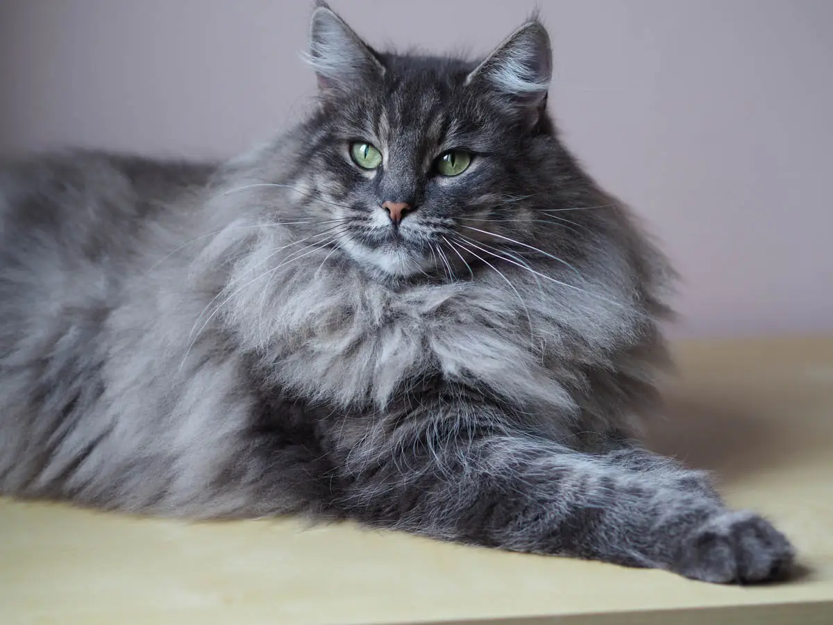 Blue tabby Norwegian Forest Cat