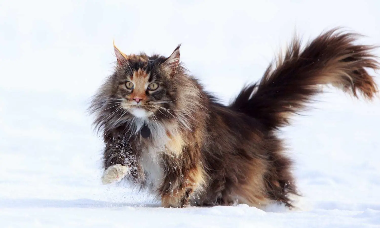 Кази за големи котки: 5 по -големи местни щама