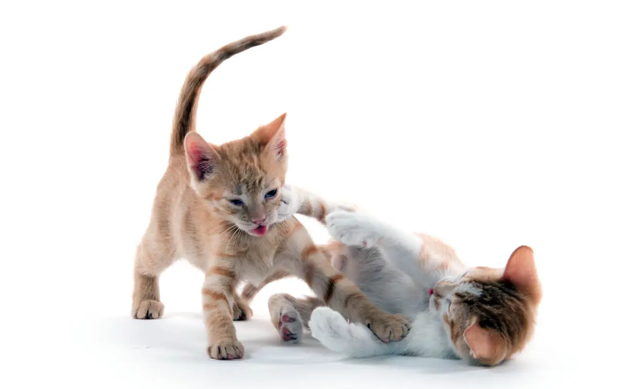 Two kittens playing