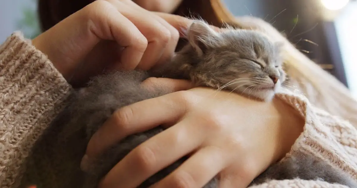 Kittens need to spend time with people for socialisation