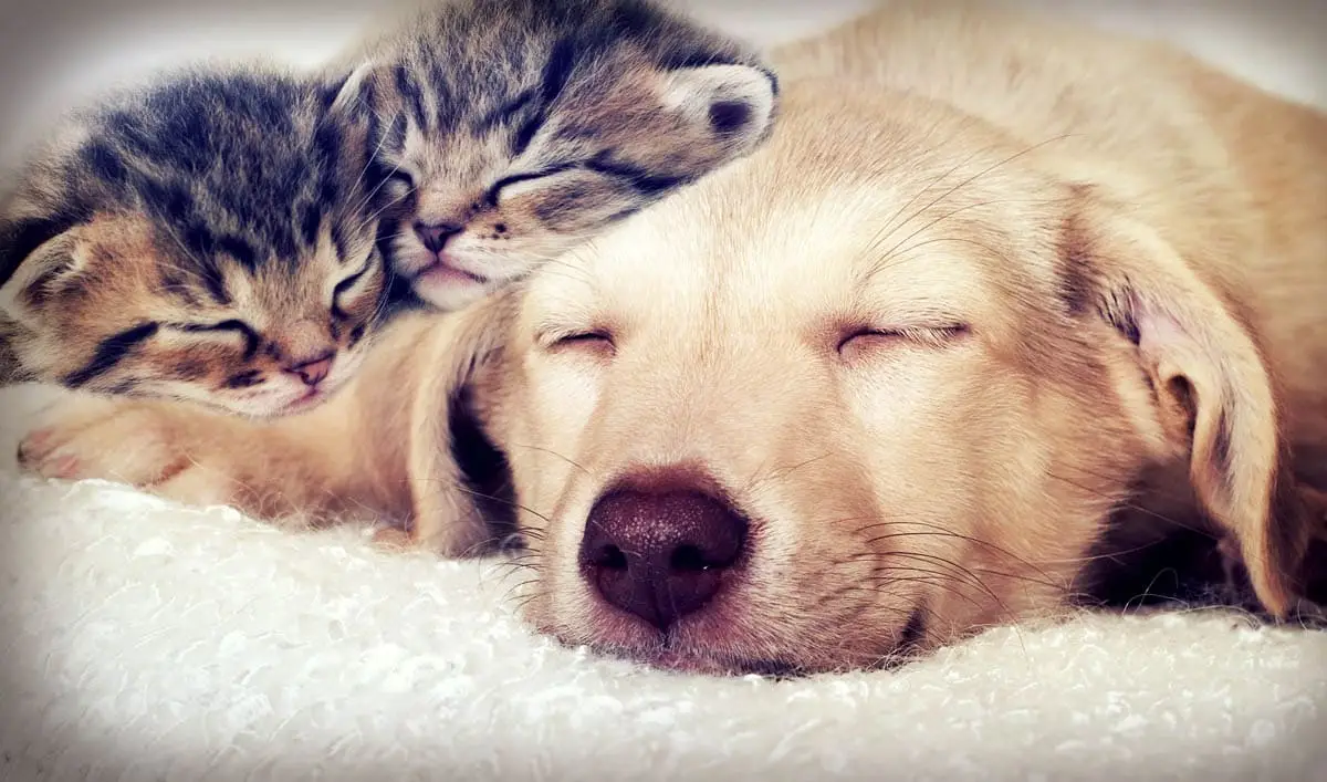 Two young kittens with a dog