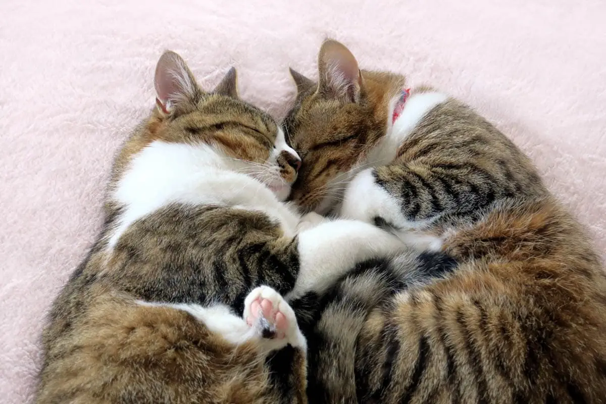 Two cats sleeping
