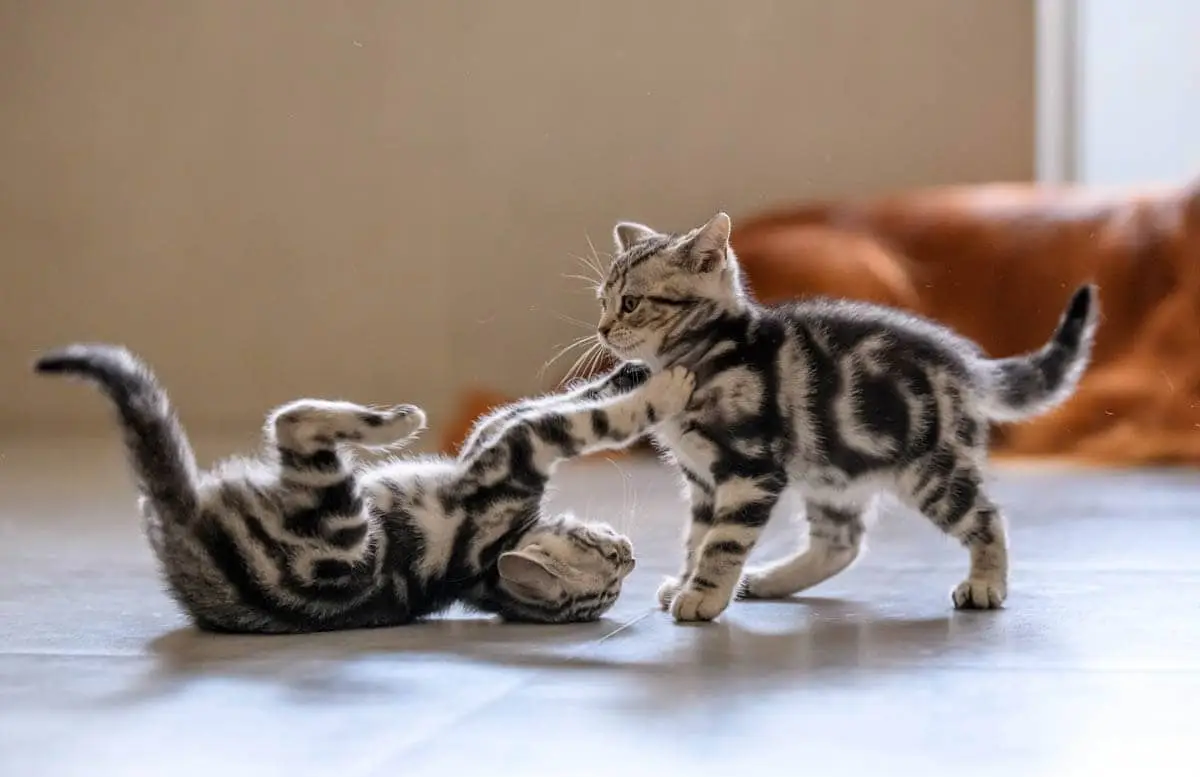 Two kittens playing