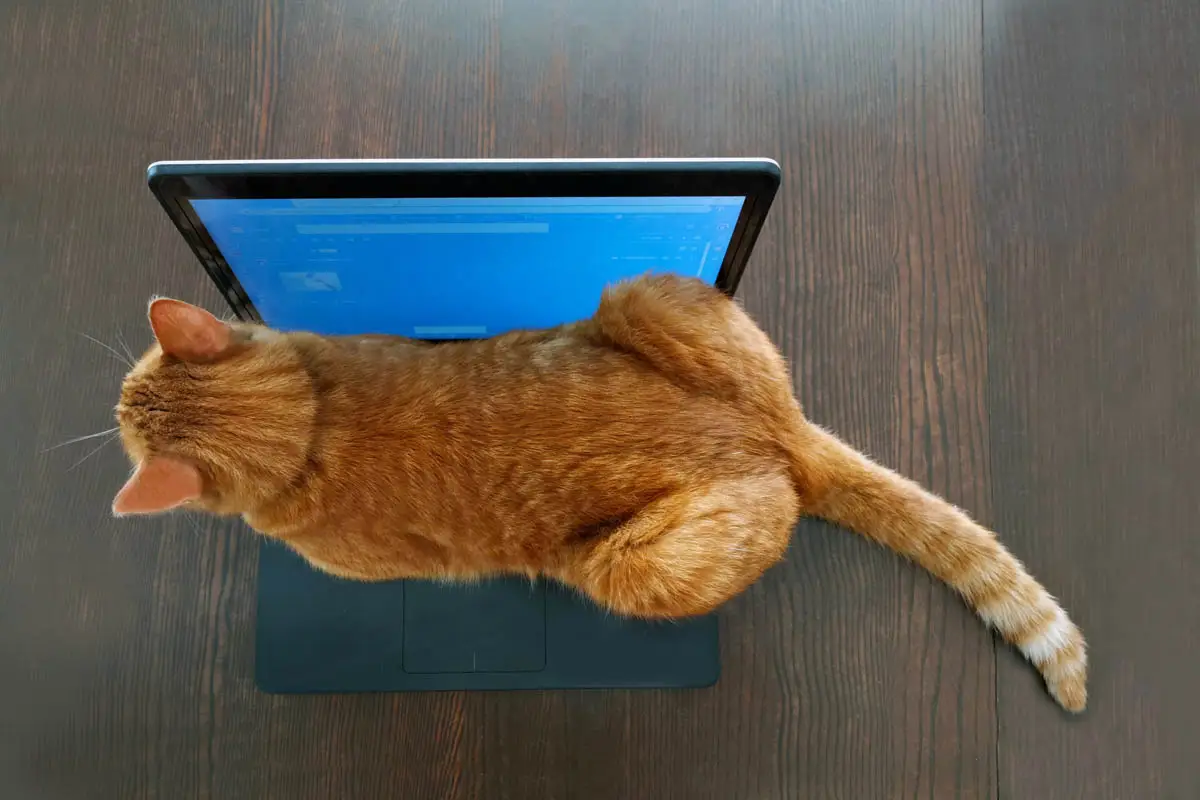 Cat sitting on laptop