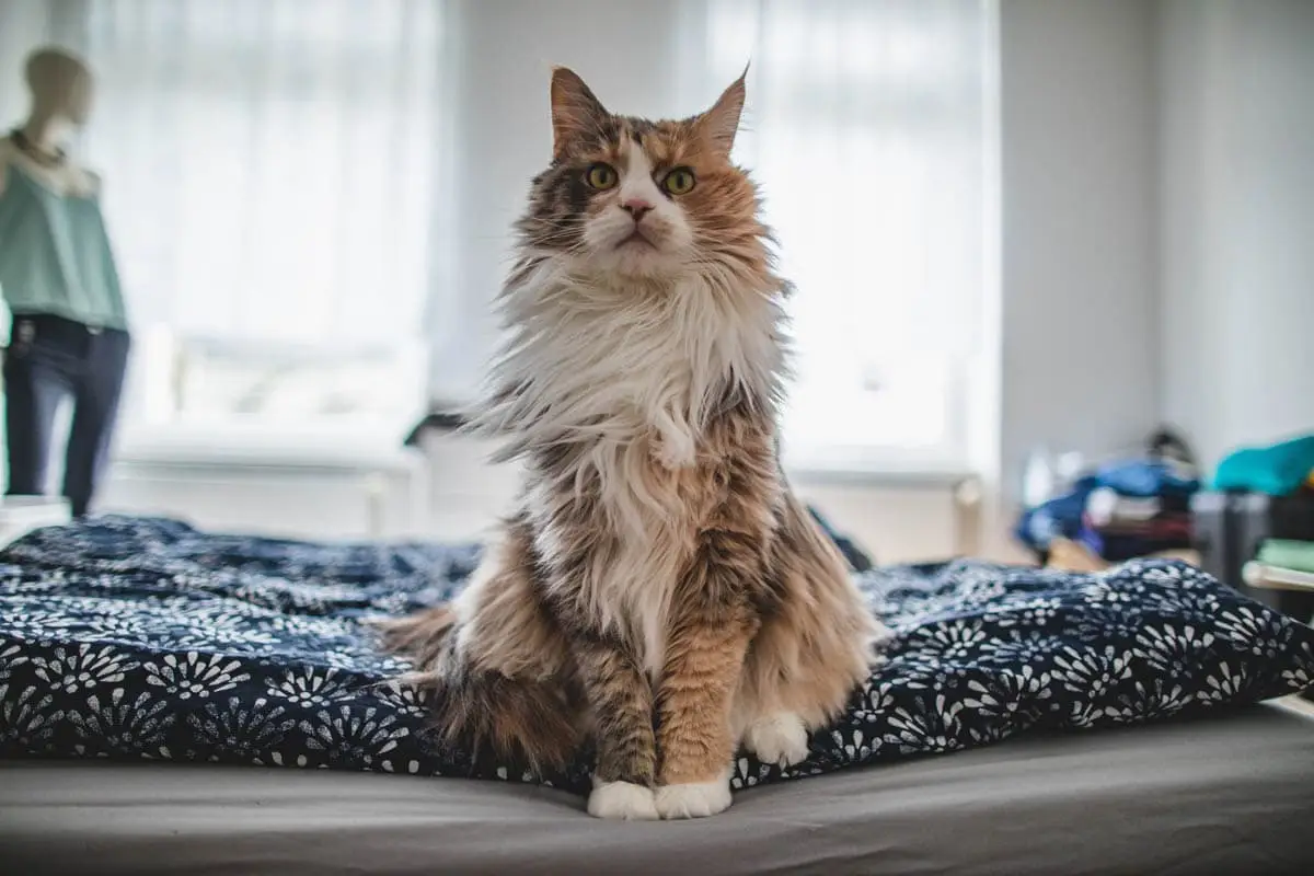 Seis signos de un gato necesitan más atención